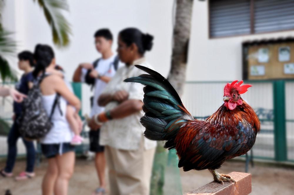 Hotel Avillion Port Dickson Exteriér fotografie A rooster in the streets of San Juan, Puerto Rico