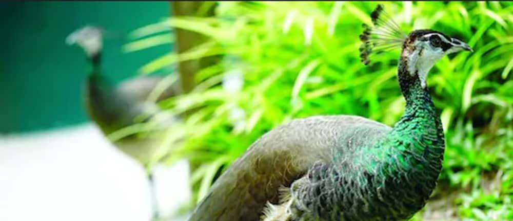 Hotel Avillion Port Dickson Exteriér fotografie The green-winged macaw's wing feathers are a distinctive green color.